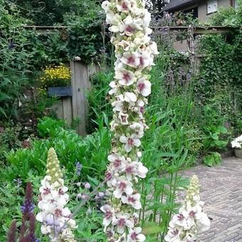 Verbascum chaixii 'Album'