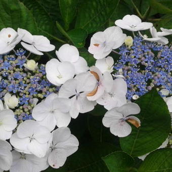 Hydrangea macrophylla 'Elster'