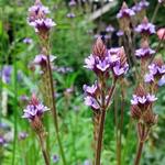 Verbena macdougalii 'Lavender Spires' - 