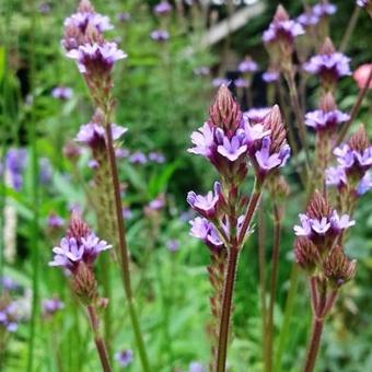 Verbena macdougalii 'Lavender Spires'