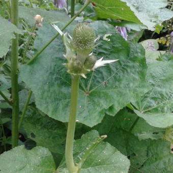 Eryngium agavifolium