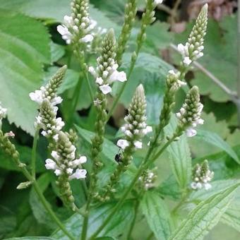 Verbena hastata 'White Spires'