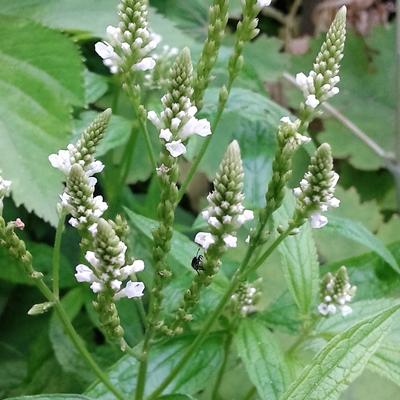 Verbena hastata 'White Spires' - Verbena hastata 'White Spires'