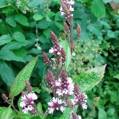 Verbena hastata 'Rosea'