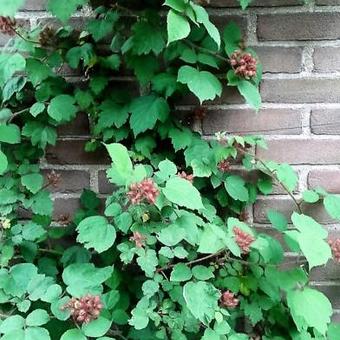 Rubus phoenicolasius