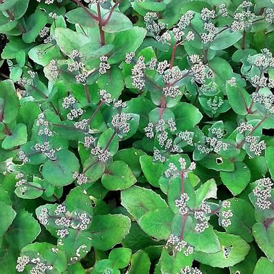 Sedum 'Matrona' - Sedum 'Matrona'