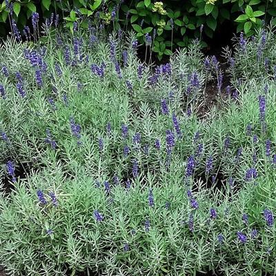 Lavandula angustifolia 'Hidcote' - Lavandula angustifolia 'Hidcote'