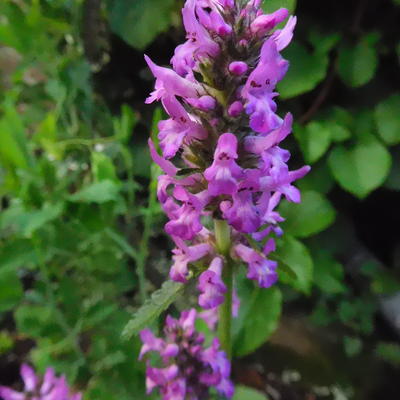 Stachys monieri 'Hummelo' - STACHYS MONNIERI 'HUMMELO' - Stachys monieri 'Hummelo'