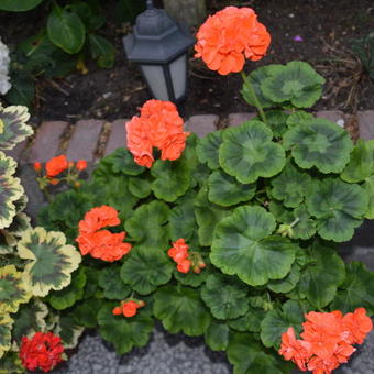 Pelargonium 'Meadowside Orange'