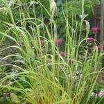 Calamagrostis emodensis - 