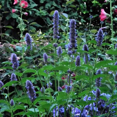 Agastache foeniculum - Duftnessel - Agastache foeniculum