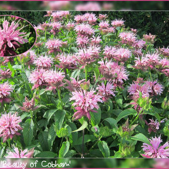 Monarda 'Beauty of Cobham'