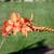 Crocosmia hybride