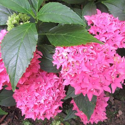 Hydrangea macrophylla 'Pia' - 