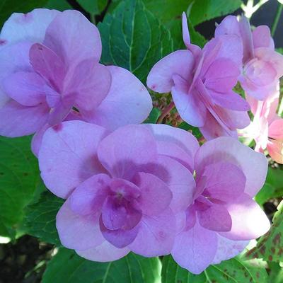 Hydrangea macrophylla ‘Jõgosaki’  - 