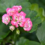 Pelargonium 'Traicheur Beauty' - 