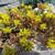 Sedum oreganum