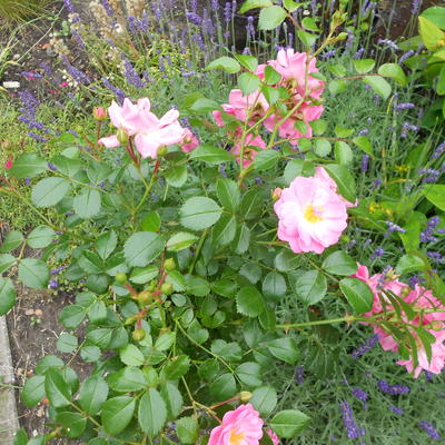 Rosa polyantha 'Pink The Fairy'   - 