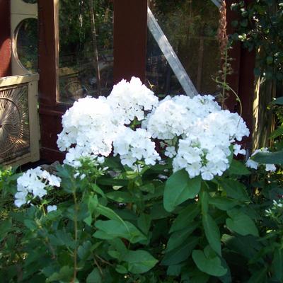 Phlox maculata 'Omega' - Phlox maculata 'Omega'