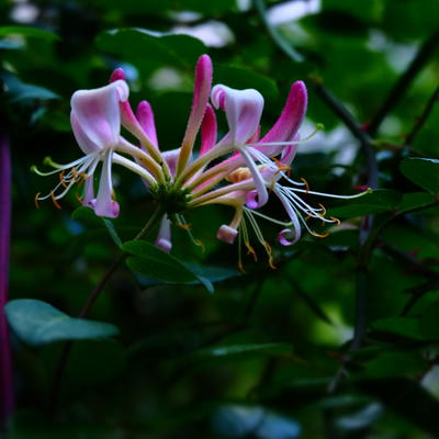 Lonicera periclymenum 'Belgica' - 