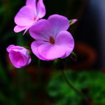 Pelargonium 'Maverick Quicksilver F1' - 