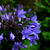 Agapanthus africanus