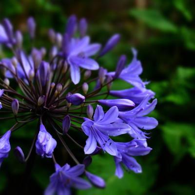 LIS AFRICAIN , AGAPANTHE, LIS DU NIL, TUBÉREUSE BLEUE - Agapanthus africanus