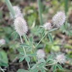 Trifolium arvense - Hasen-Klee