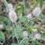 Trifolium arvense