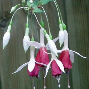 Fuchsia 'Land van Beveren'