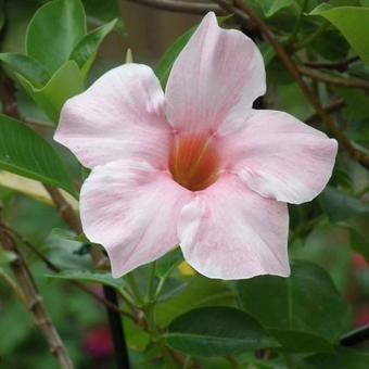 Mandevilla