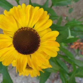 Helenium 'Wyndley'