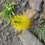 Eremurus stenophyllus - Schmalblättrige Steppenkerze