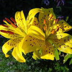 Lilium lancifolium var. flaviflorum - 