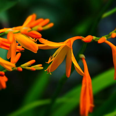 Crocosmia x crocosmiiflora 'George Davidson' - Crocosmia x crocosmiiflora 'George Davidson'