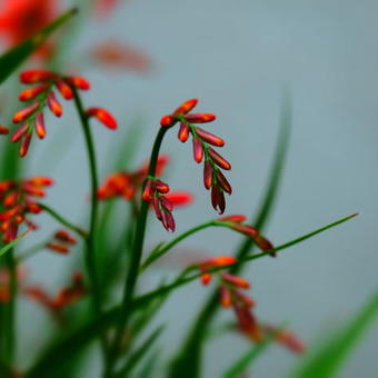 Crocosmia x crocosmiiflora 'Carmin Brillant'