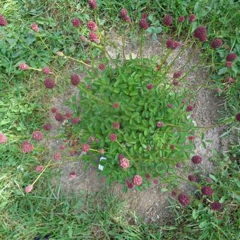 Sanguisorba officinalis 'Tanna'