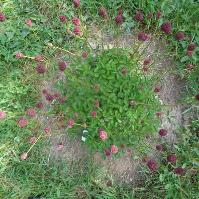 Sanguisorba officinalis 'Tanna' - Sanguisorba officinalis 'Tanna'