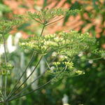 Peucedanum verticillare - Peucédan verticillé