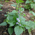 Scutellaria altissima - Hohes Helmkraut