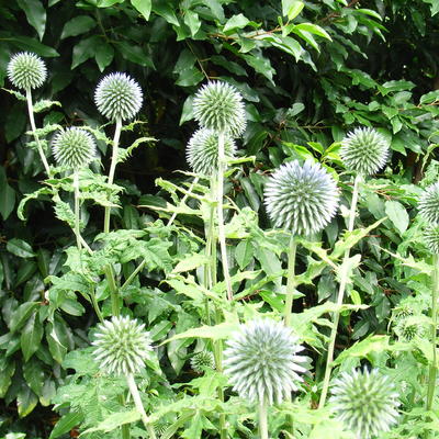 Eryngium giganteum 'Silver Ghost' - 