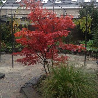 Acer palmatum 'Pixie'