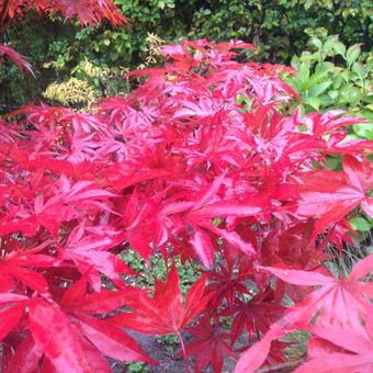 Acer palmatum 'Pixie'