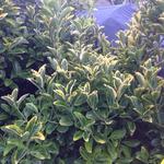 Euonymus japonicus 'Aureus'  - 