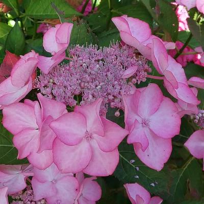 Hydrangea macrophylla 'Sabrina' - 