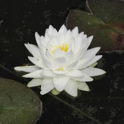 Nymphaea 'Gonnère' - NÉNUPHAR BLANC 'GONNÈRE' - Nymphaea 'Gonnère'