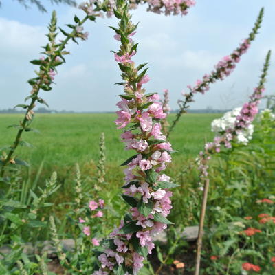 Lythrum salicaria 'Blush' - Lythrum salicaria 'Blush'