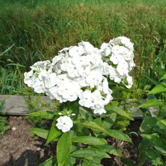 Phlox paniculata 'David'