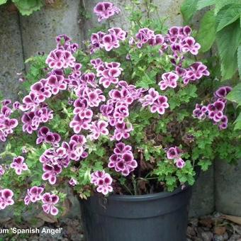 Pelargonium 'Spanish Angel'