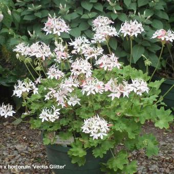 Pelargonium x hortorum 'Vectis Glitter' (stellartype)